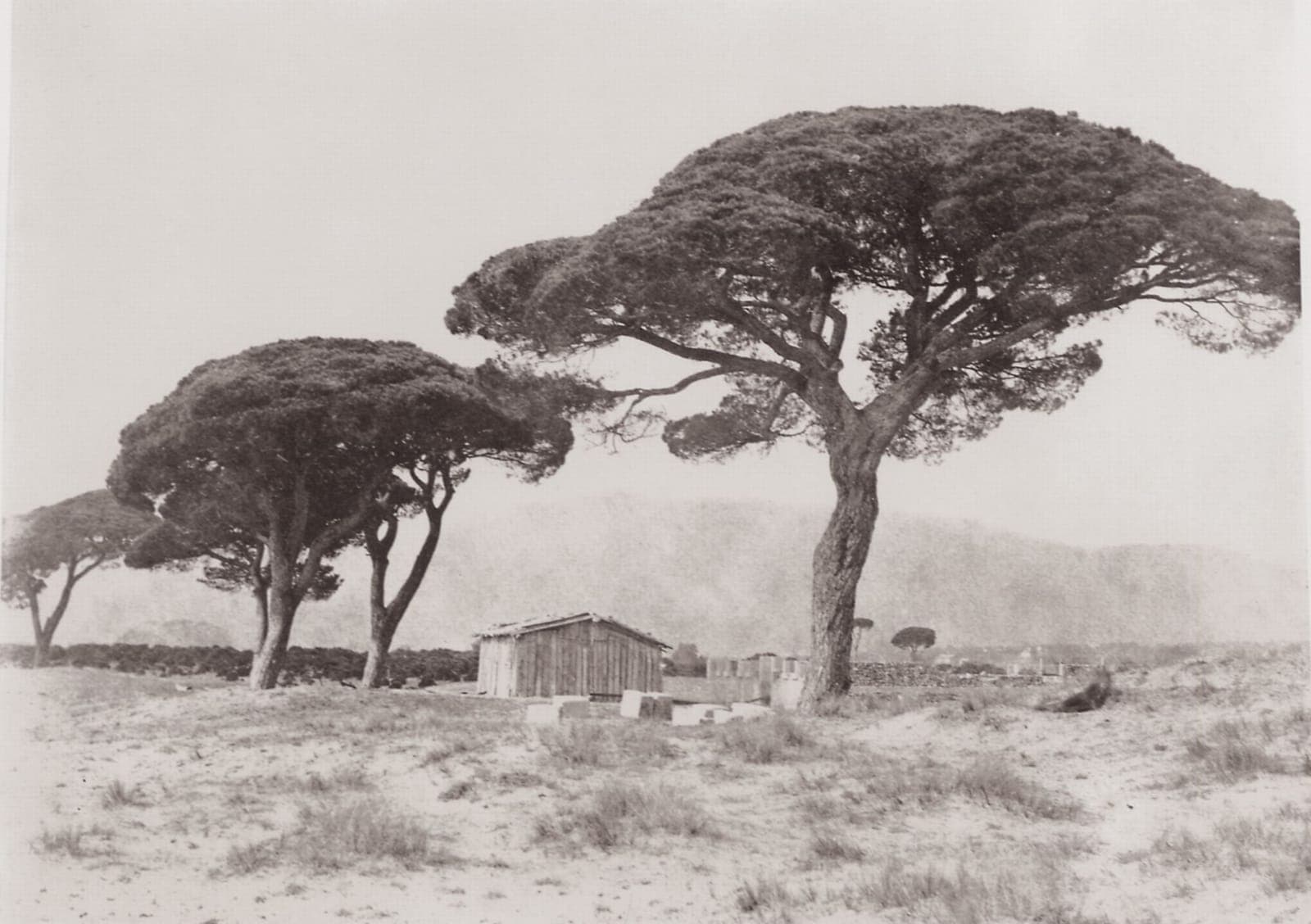 Photographie ancienne en noir et blanc : grands pins parasols et cabane en bois sur la plage de Golfe-Juan, vers 1852.